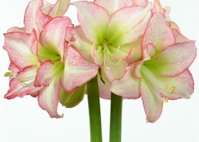 hippeastrum Double Record (1)